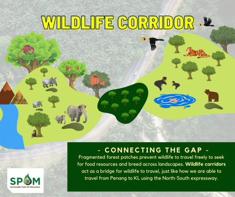 WILDLIFE CORRIDOR post Malaysian Primatological Society